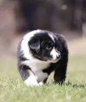 Mars , a female Australian Shepherd for sale in Lake City, MI – Photo 2 of 8
