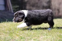Mars , a female Australian Shepherd for sale in Lake City, MI – Photo 8 of 8