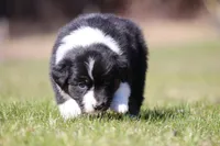 Mars , a female Australian Shepherd for sale in Lake City, MI – Photo 7 of 8