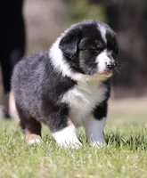 Mars , a female Australian Shepherd for sale in Lake City, MI – Photo 1 of 8
