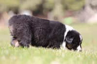 Mars , a female Australian Shepherd for sale in Lake City, MI – Photo 6 of 8