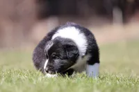 Mars , a female Australian Shepherd for sale in Lake City, MI – Photo 3 of 8