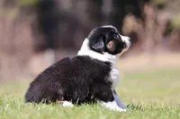 Mars , a female Australian Shepherd for sale in Lake City, MI – Photo 5 of 8