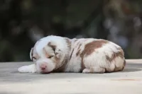 Metallica, a male Australian Shepherd for sale in Lake City, MI – Photo 2 of 9