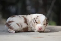 Metallica, a male Australian Shepherd for sale in Lake City, MI – Photo 5 of 9