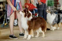 Metallica, a male Australian Shepherd for sale in Lake City, MI – Photo 8 of 9