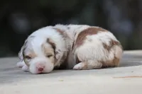 Metallica, a male Australian Shepherd for sale in Lake City, MI – Photo 4 of 9