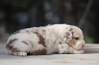 Metallica, a male Australian Shepherd for sale in Lake City, MI – Photo 7 of 9