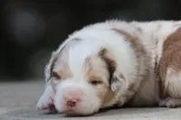 Metallica, a male Australian Shepherd for sale in Lake City, MI – Photo 1 of 9