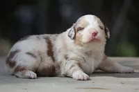 Metallica, a male Australian Shepherd for sale in Lake City, MI – Photo 6 of 9