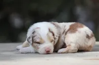 Metallica, a male Australian Shepherd for sale in Lake City, MI – Photo 3 of 9