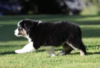 Pop, a male Australian Shepherd for sale in Lake City, MI – 4 of 6