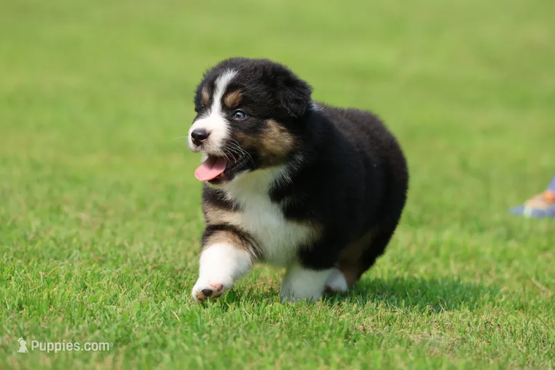 Crackle  – Australian Shepherd puppy for sale in Lake City, MI