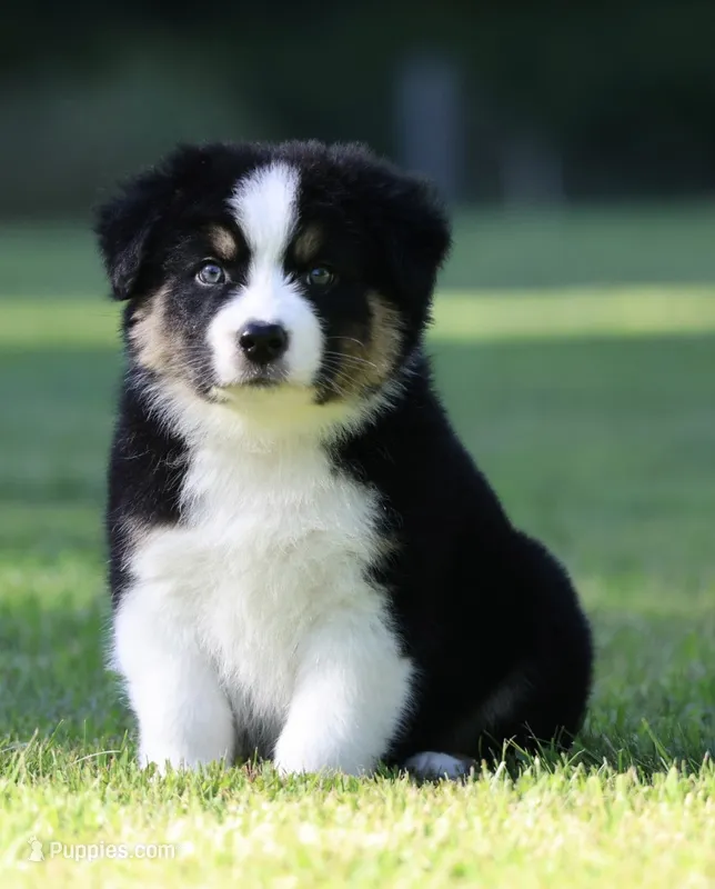 Pop – Australian Shepherd puppy for sale in Lake City, MI