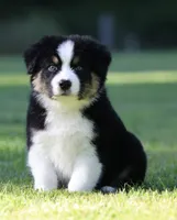 Pop, a male Australian Shepherd for sale in Lake City, MI – 1 of 6