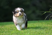 Firecracker , a male Australian Shepherd for sale in Lake City, MI – 5 of 8