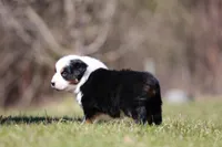 Nova, a female Australian Shepherd for sale in Lake City, MI – Photo 5 of 8