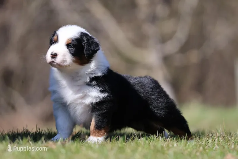 Nova – Australian Shepherd puppy for sale in Lake City, MI