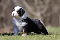 Nova, a female Australian Shepherd for sale in Lake City, MI – Photo 1 of 8