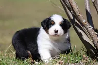 Nova, a female Australian Shepherd for sale in Lake City, MI – Photo 3 of 8