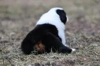 Nova, a female Australian Shepherd for sale in Lake City, MI – Photo 6 of 8