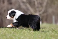 Nova, a female Australian Shepherd for sale in Lake City, MI – Photo 4 of 8