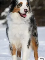 Nova, a female Australian Shepherd for sale in Lake City, MI – Photo 7 of 8