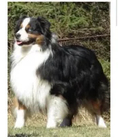 Nova, a female Australian Shepherd for sale in Lake City, MI – Photo 8 of 8