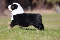 Nova, a female Australian Shepherd for sale in Lake City, MI – Photo 2 of 8