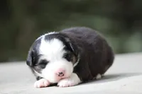 Kiss , a male Australian Shepherd for sale in Lake City, MI – Photo 4 of 10