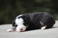 Kiss , a male Australian Shepherd for sale in Lake City, MI – Photo 5 of 10