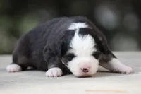 Kiss , a male Australian Shepherd for sale in Lake City, MI – Photo 2 of 10