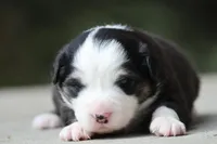 Kiss , a male Australian Shepherd for sale in Lake City, MI – Photo 6 of 10