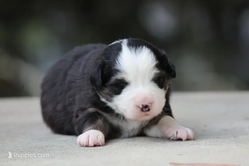 Kiss  – Australian Shepherd puppy for sale in Lake City, MI