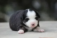 Kiss , a male Australian Shepherd for sale in Lake City, MI – Photo 1 of 10