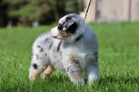 Luna , a female Australian Shepherd for sale in Lake City, MI – 8 of 10