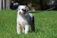 Luna , a female Australian Shepherd for sale in Lake City, MI – 2 of 10