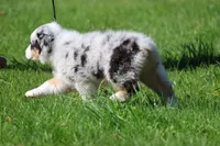 Luna , a female Australian Shepherd for sale in Lake City, MI – 4 of 10