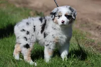 Luna , a female Australian Shepherd for sale in Lake City, MI – 3 of 10