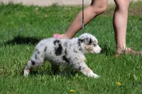 Luna , a female Australian Shepherd for sale in Lake City, MI – 9 of 10