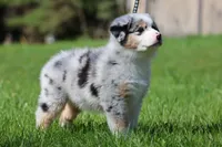 Luna , a female Australian Shepherd for sale in Lake City, MI – 6 of 10