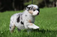 Luna , a female Australian Shepherd for sale in Lake City, MI – 5 of 10