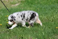 Luna , a female Australian Shepherd for sale in Lake City, MI – 10 of 10