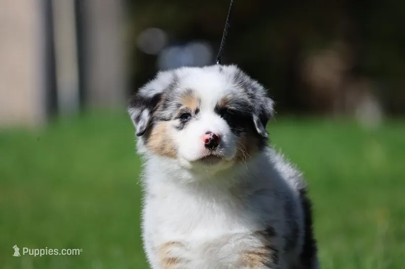 Luna  – Australian Shepherd puppy for sale in Lake City, MI