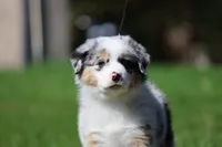 Luna , a female Australian Shepherd for sale in Lake City, MI – 1 of 10