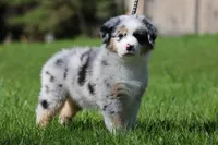 Luna , a female Australian Shepherd for sale in Lake City, MI – 7 of 10