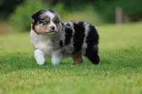 Firecracker , a male Australian Shepherd for sale in Lake City, MI – 4 of 8