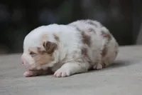 AC/DC, a male Australian Shepherd for sale in Lake City, MI – Photo 3 of 10