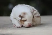 AC/DC, a male Australian Shepherd for sale in Lake City, MI – Photo 8 of 10