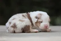 AC/DC, a male Australian Shepherd for sale in Lake City, MI – Photo 5 of 10